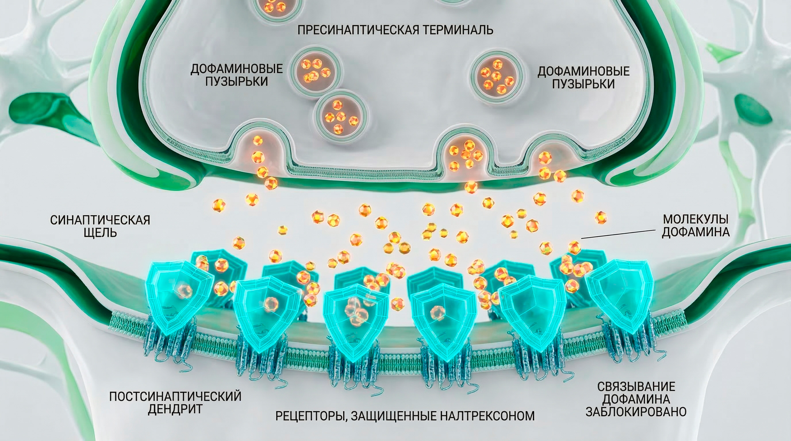 Схема блокировки опиоидных рецепторов налтрексоном